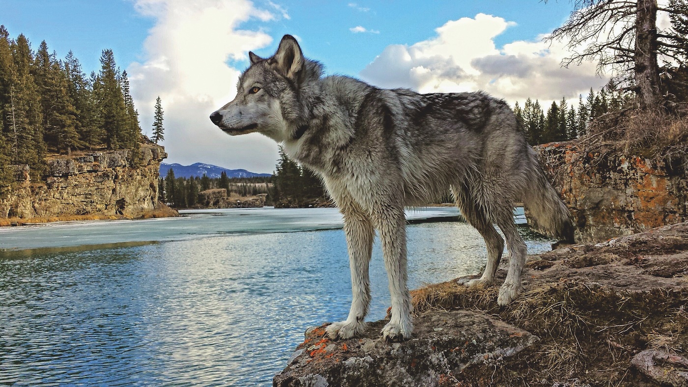 Le sanctuaire des chiens-loups Yamnuska