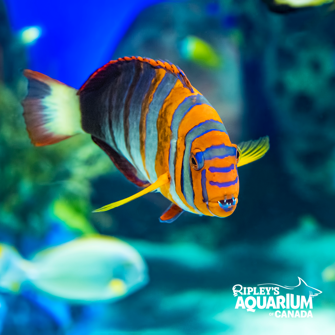Ripley’s Aquarium Toronto
