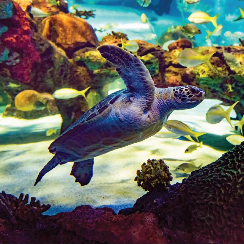 Ripley’s Aquarium Toronto