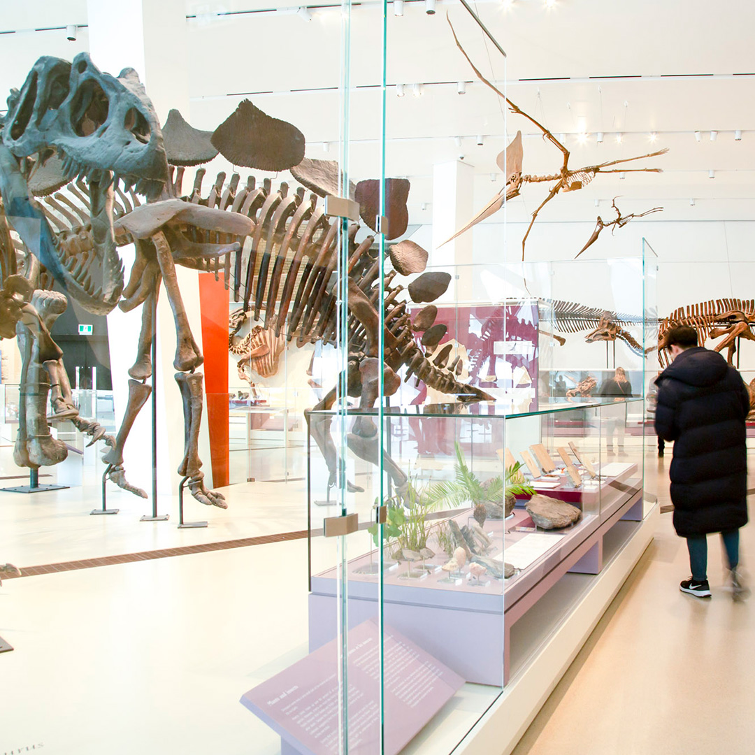 Musée royal de l'Ontario